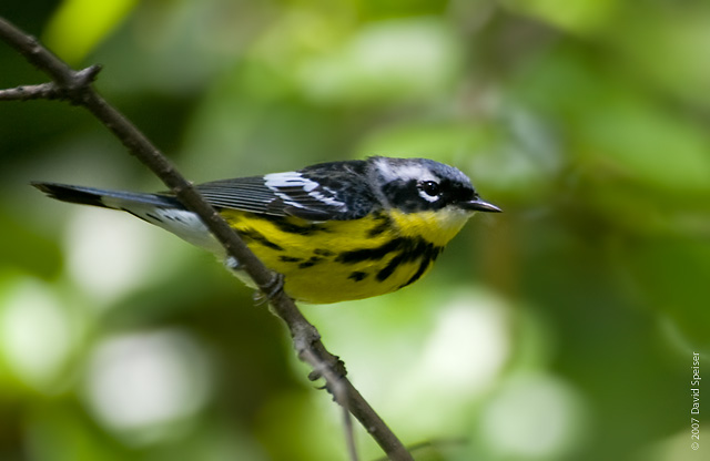 Magnolia Warbler