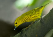 Yellow Warbler