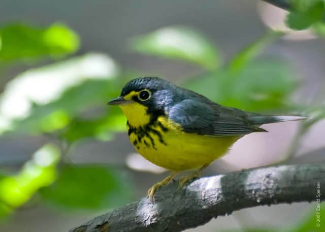 Canada Warbler