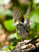 Chestnut-sided Warbler