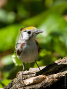 Chestnut-sided Warbler