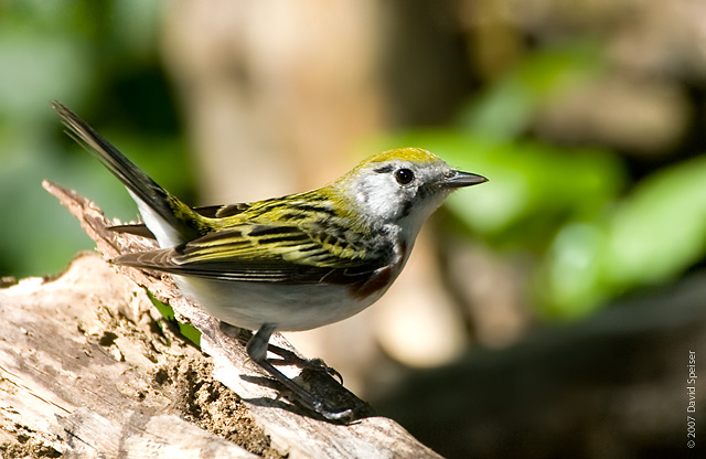 Chestnut-sided Warbler