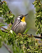 Yellow-throated Warbler