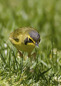 Kentucky Warbler