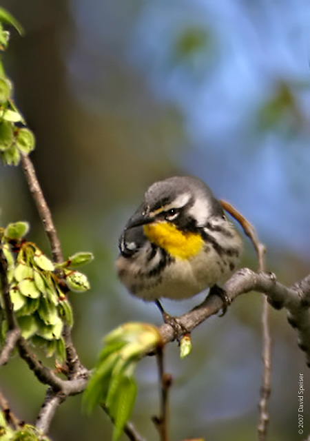 Yellow-throated Warbler