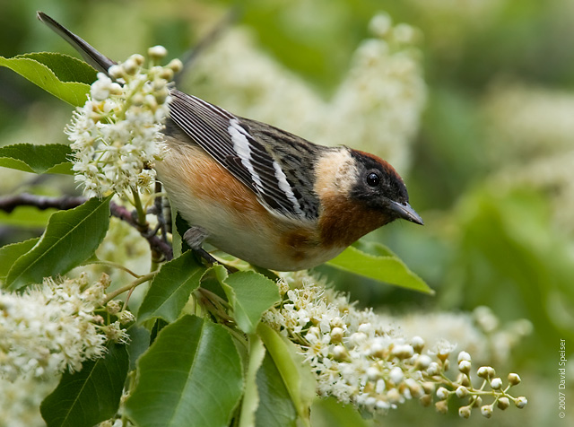 Bay-breasted Warbler