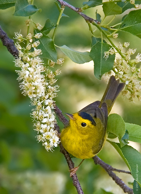 Wilson's Warbler