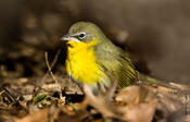 Yellow-breasted Chat