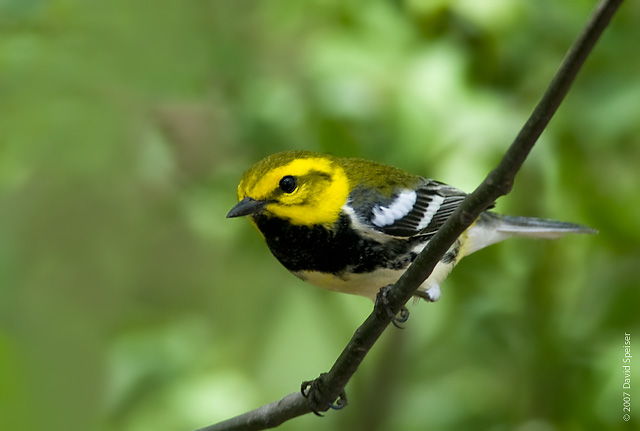 Black-throated Green Warbler