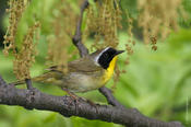 Common Yellowthroat