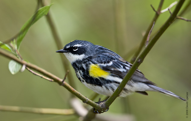 Yellow-rumped Warbler