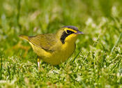 Kentucky Warbler