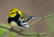 Black-throated Green Warbler