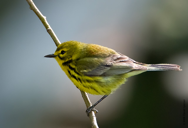 Prairie Warbler