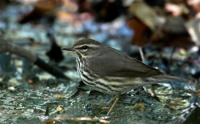 Northern Waterthrush