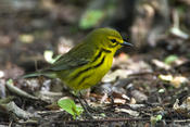 Prairie Warbler