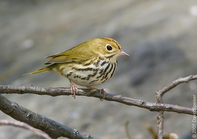 Ovenbird