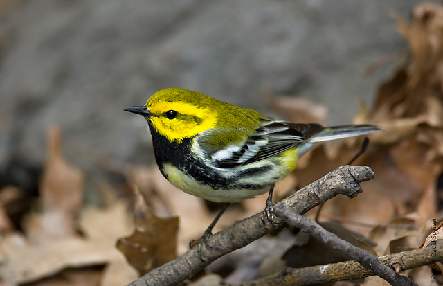 Black-throated Green Warbler