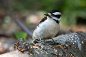 Downy Woodpecker