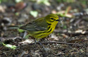 Prairie Warbler