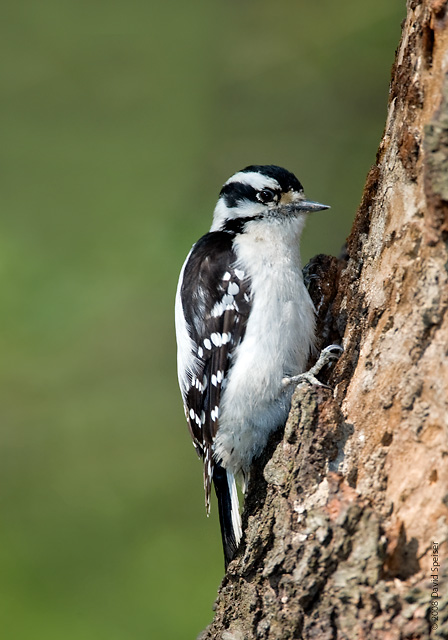 Downy Woodpecker