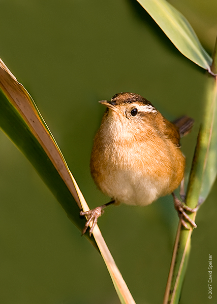 Marsh Wren