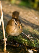 Marsh Wren