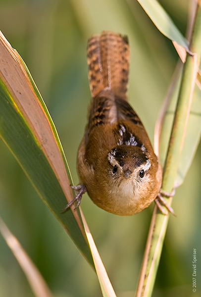 Marsh Wren