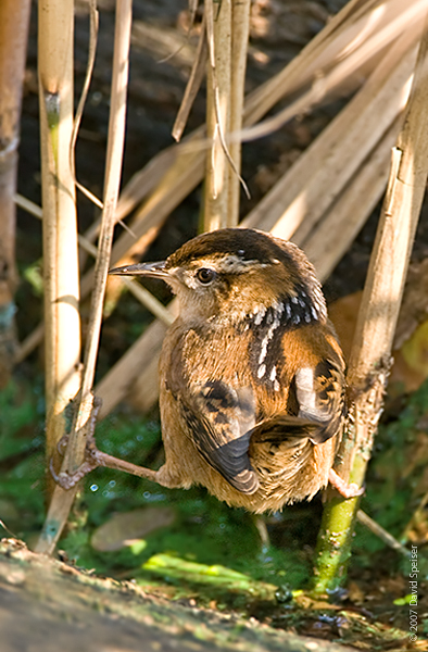 Marsh Wren