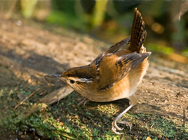 Marsh Wren