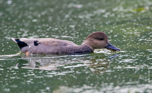 Gadwall