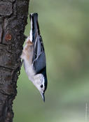 White-breasted nuthatch