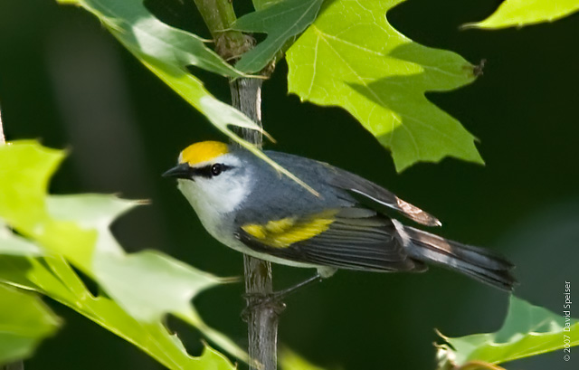 Brewster's Warbler