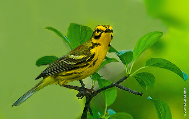 Prairie Warbler