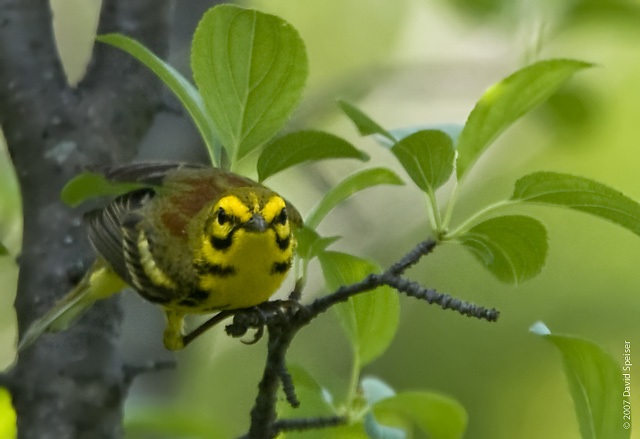 Prairie Warbler