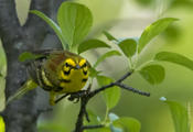 Prairie Warbler