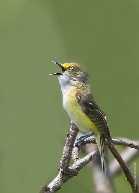 White-eyed Vireo