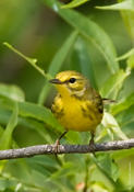 Prairie Warbler (female)