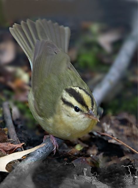 Worm-eating Warbler