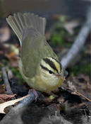 Worm-eating Warbler