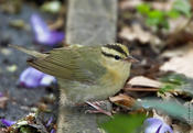 Worm-eating Warbler