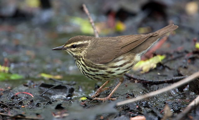 Northern Waterthrush