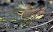 Northern Waterthrush