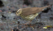 Northern Waterthrush