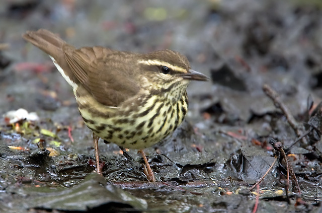 Northern Waterthrush