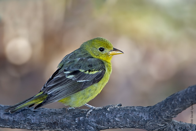 Western Tanager