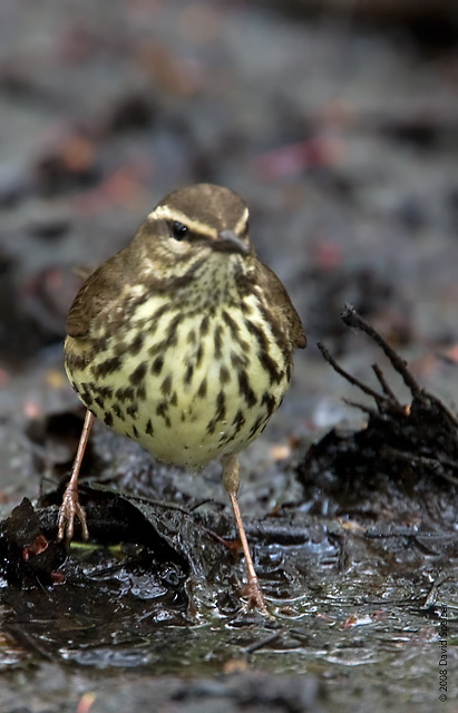 Northern Waterthrush