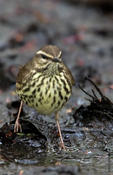 Northern Waterthrush