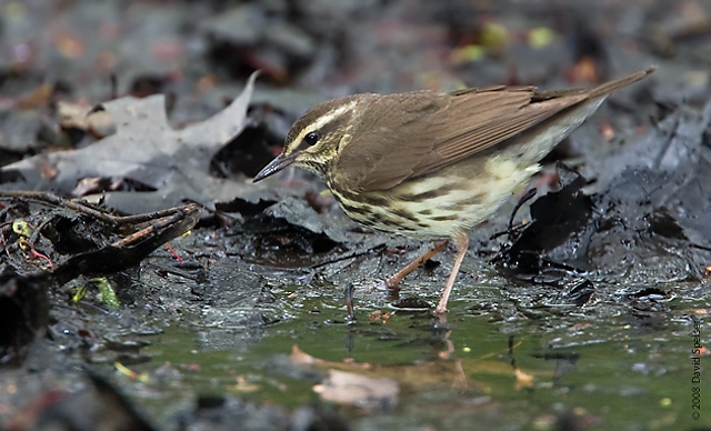 Northern Waterthrush