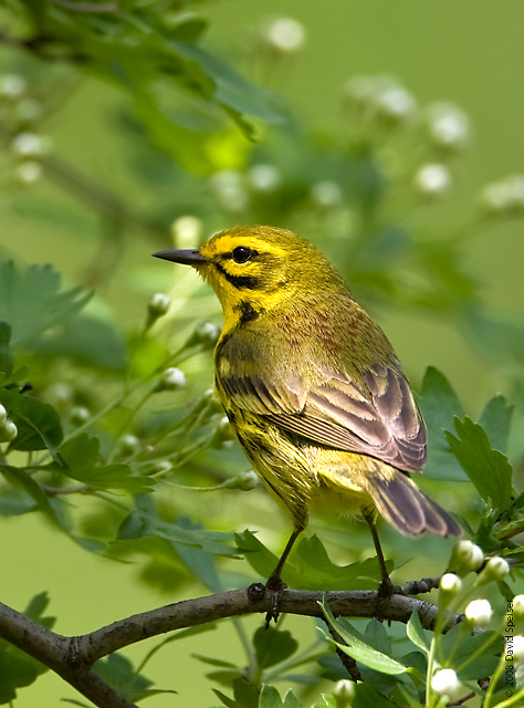 Prairie Warbler